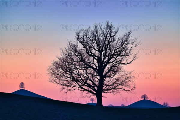 Solitary tree