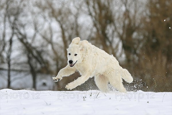 Kuvasz romping in the snow