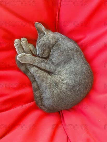 Grey cat sleeping on red sofa cushion