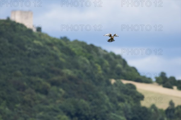 Common kestrel