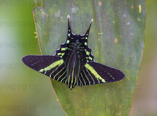 Urania swallowtail moth