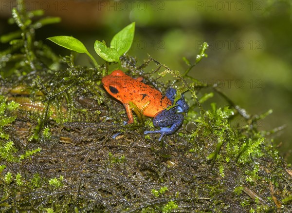 Strawberry poison-dart frog