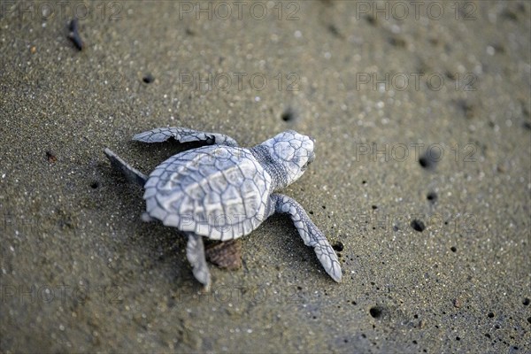 Newly hatched olive ridley sea turtle