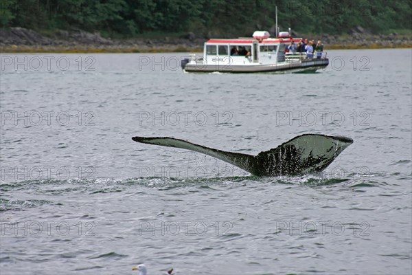 Fluke of a diving humpback whale