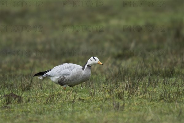 Bar-headed goose