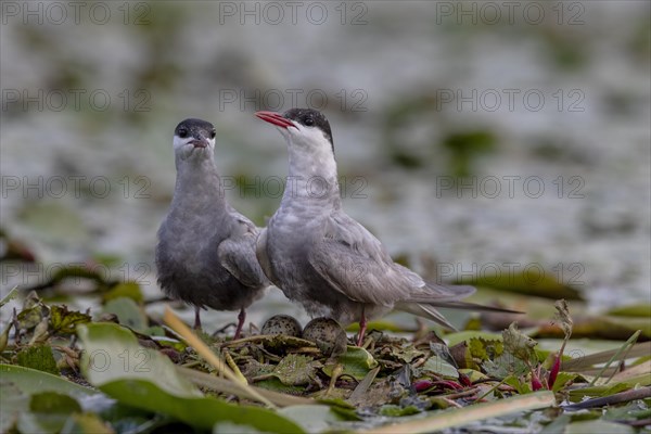 Two White-bearded Terns