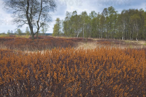 Bog myrtle