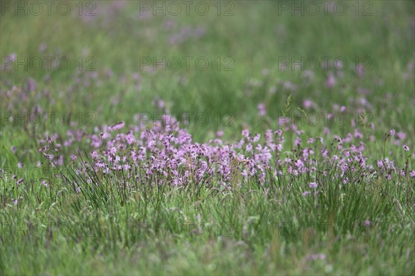 Ragged robins