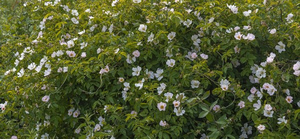 Flowering rugosa rose