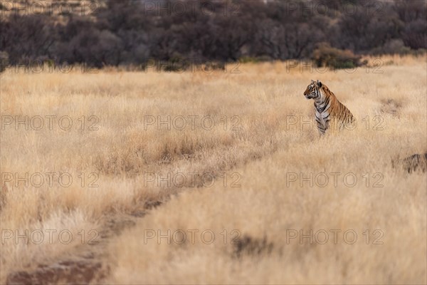 Bengal tiger