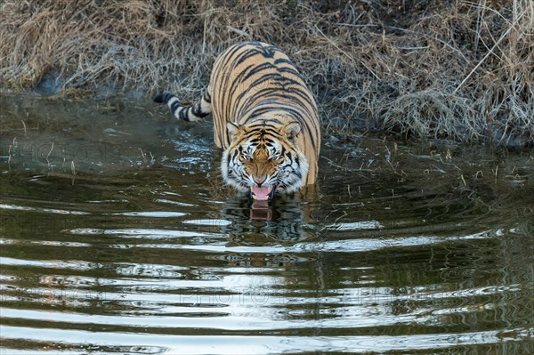 Bengal tiger