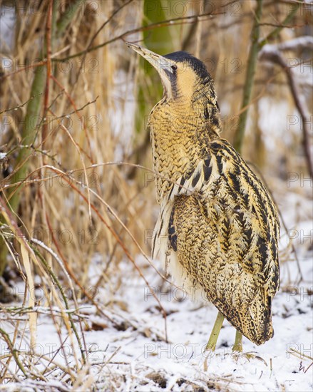 Eurasian bittern