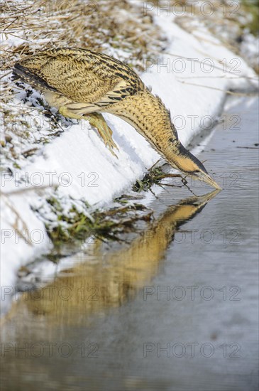 Eurasian bittern