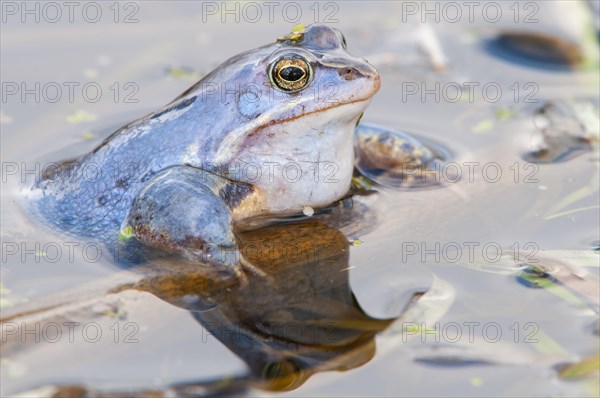 Moor frog