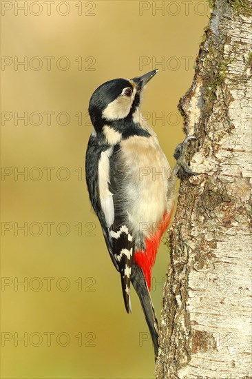 Great spotted woodpecker