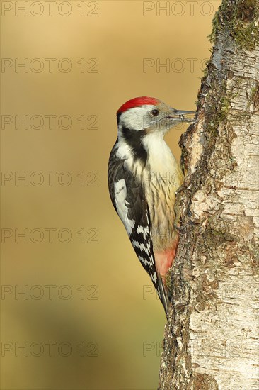 Middle spotted woodpecker