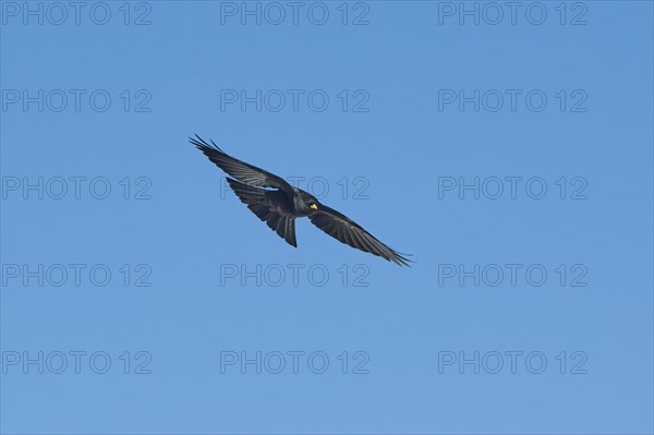 Yellow-billed chough