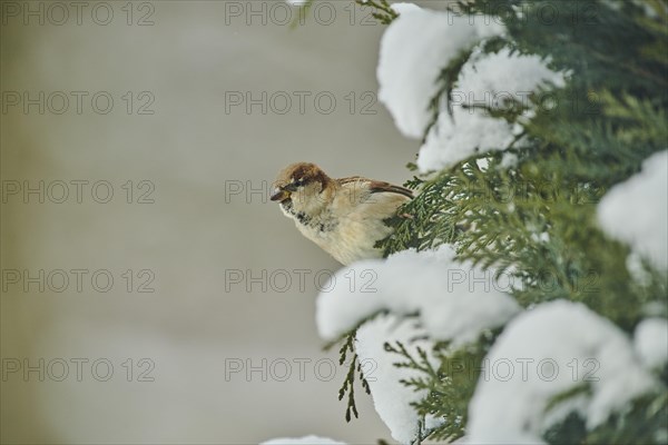 House sparrow