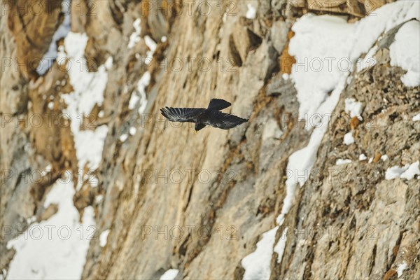 Yellow-billed chough