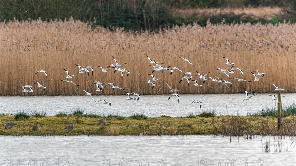Pied Avocets and Eurasian Wigeons in a flight over Marshland