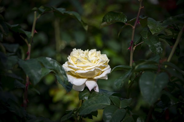 White shrub rose