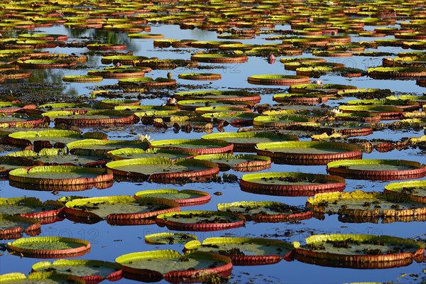 Leaves of the amazon water lily