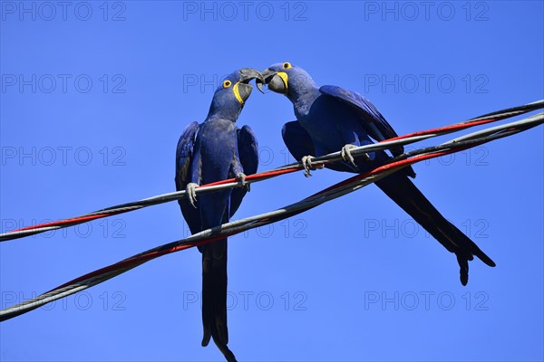 Hyacinth macaws