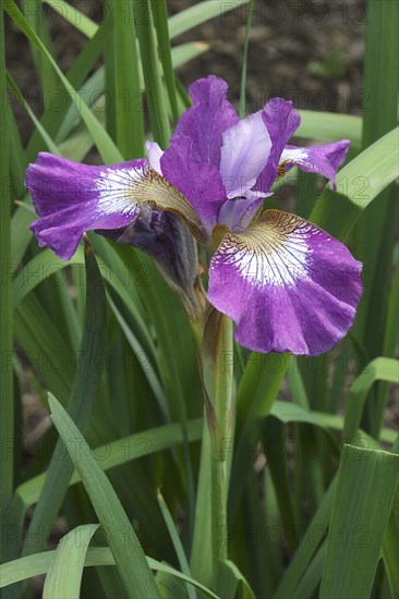 Contrast in Style siberian iris