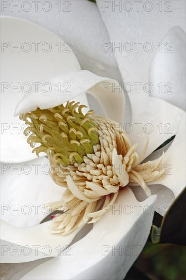 Southern magnolia