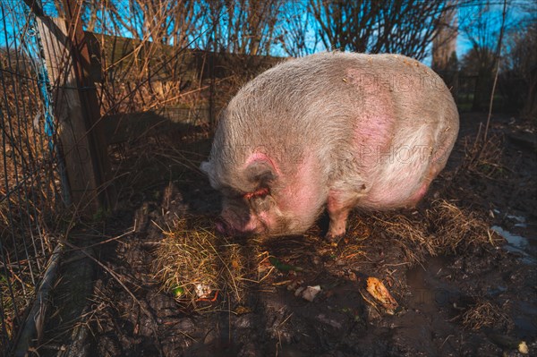 Pot-bellied pig