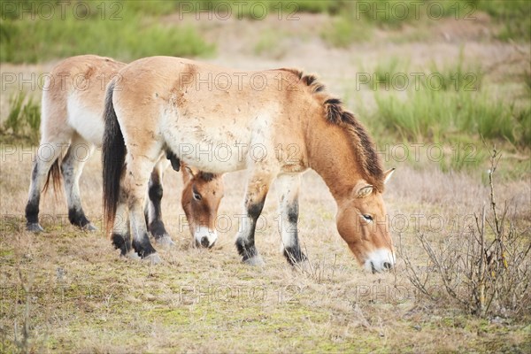 Przewalski's horse