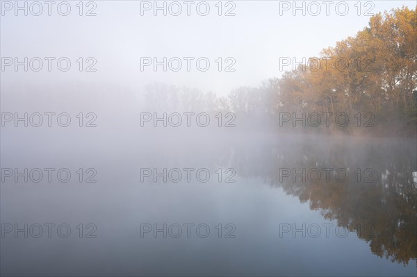 Morning fog and autumn coloured poplars