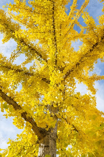 Ginkgo