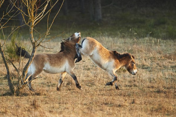 Przewalski's horse