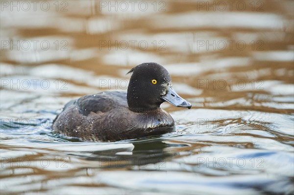 Tufted pochard