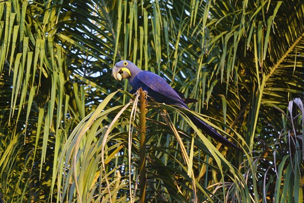 Hyacinth macaw