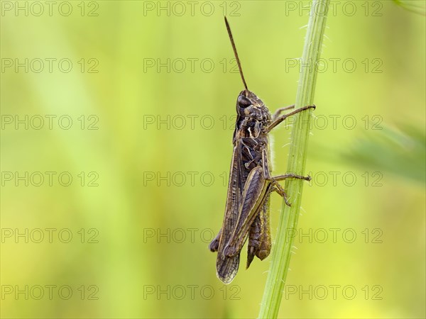 Common field grasshopper