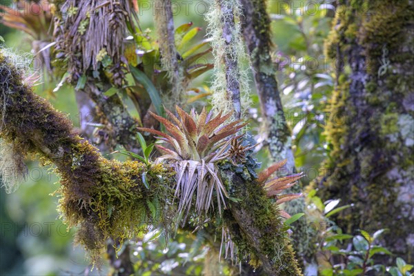 Bromeliads on mossy tree trunk