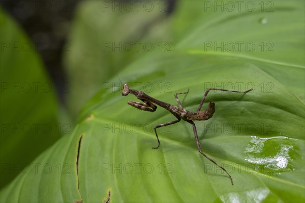 Praying mantis