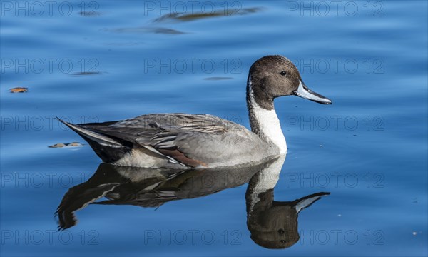 Pintail