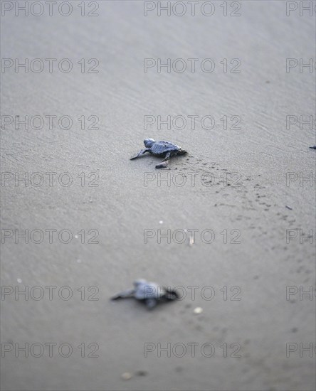 Newly hatched olive ridley sea turtle