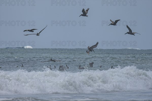 Brown pelicans