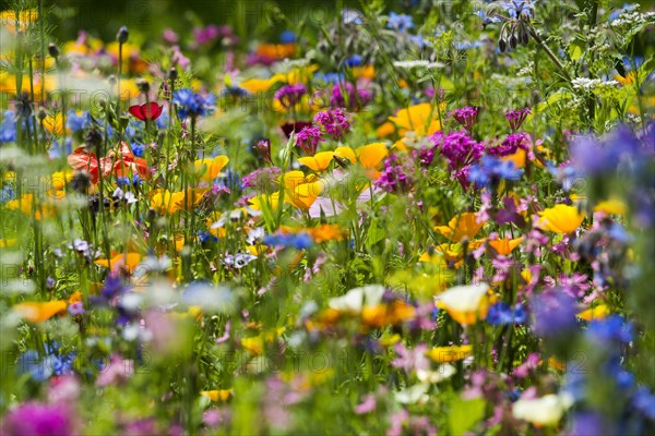 Flower Meadow For Insects Photo12 imageBROKER Daniel Schoenen