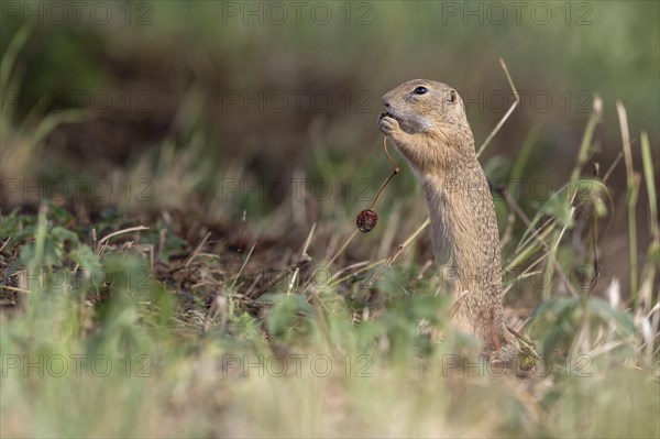 European ground squirrel