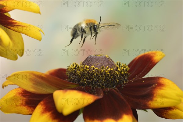 Common carder-bee