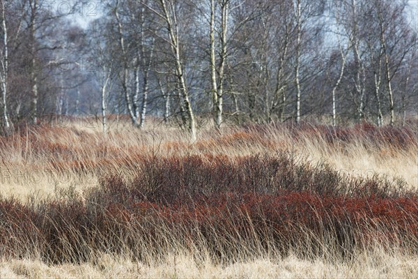 Bog myrtle