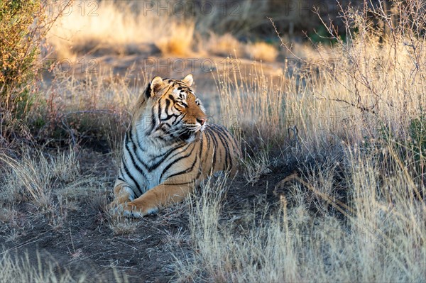 Bengal tiger