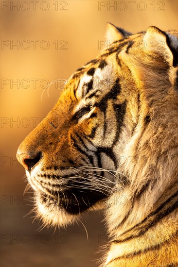 Bengal tiger