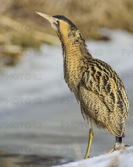 Eurasian bittern