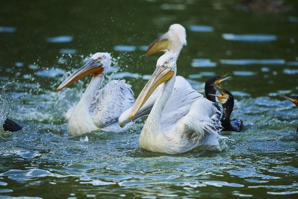 Dalmatian pelican